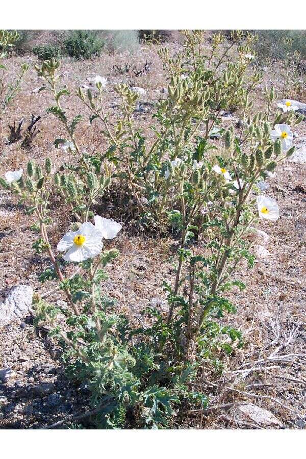 Image of flatbud pricklypoppy