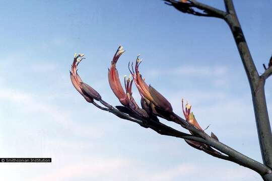 Image of New Zealand flax