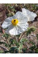 Image of flatbud pricklypoppy