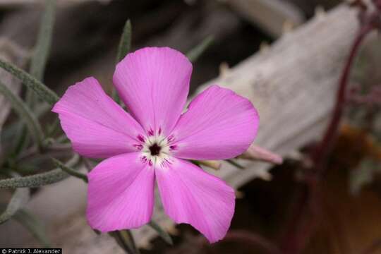 Image of threeseed phlox