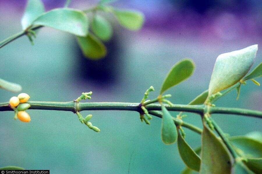 Image of angled mistletoe