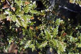 Image of Celery Pine