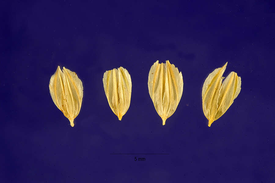 Image of bulbous canarygrass