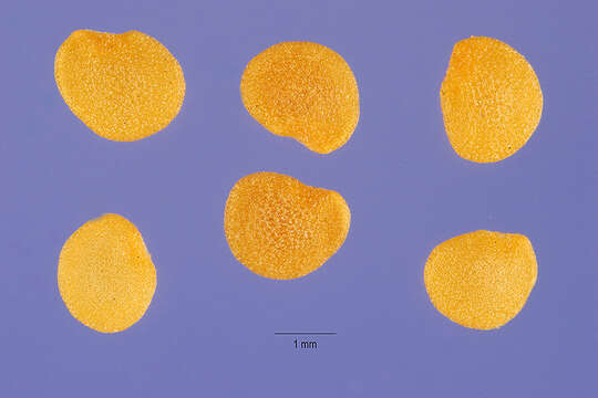 Physalis viscosa L. resmi