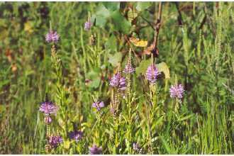 Image of obedient plant