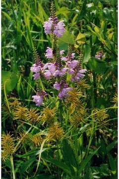 Image of obedient plant