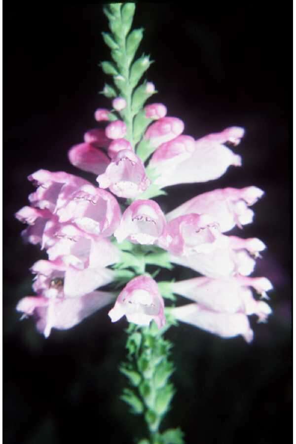 Image of obedient plant