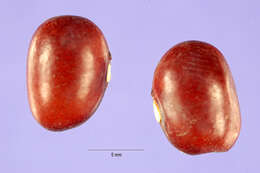 Image of kidney bean