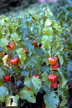 Image of groundcherry