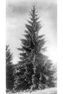 Image of Norway spruce