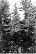 Image of whitebark pine