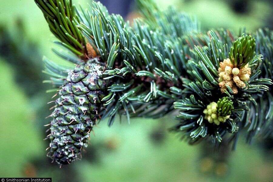 Image of Colorado Bristlecone Pine