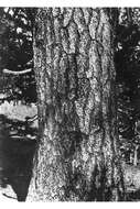 Image of Colorado Bristlecone Pine