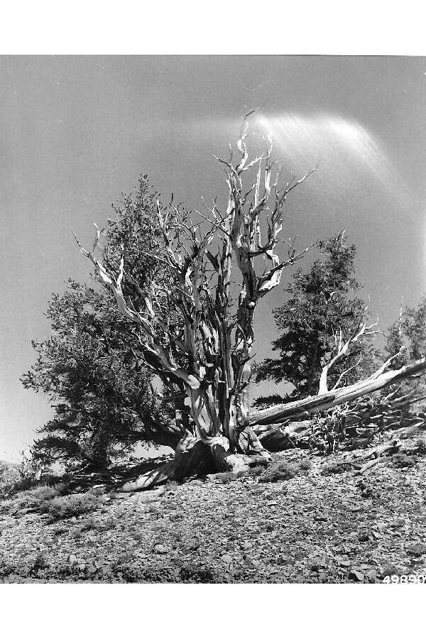 Image of Colorado Bristlecone Pine