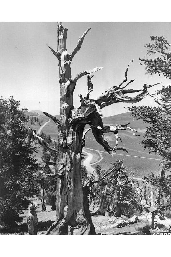 Image of Colorado Bristlecone Pine