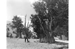 Image of Colorado Bristlecone Pine