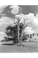 Image of Colorado Bristlecone Pine