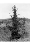 Image of Colorado Bristlecone Pine