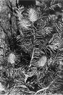 Image of Colorado Bristlecone Pine