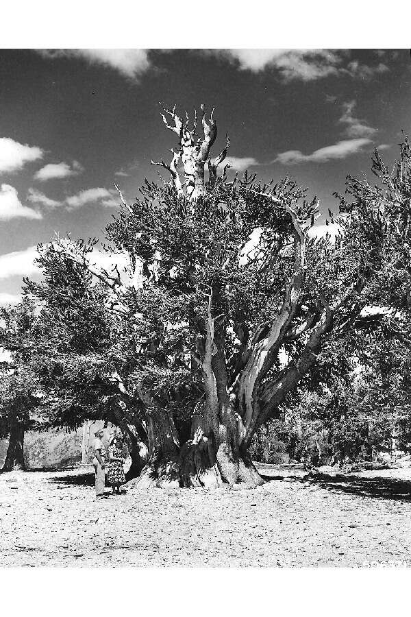 Image of Colorado Bristlecone Pine