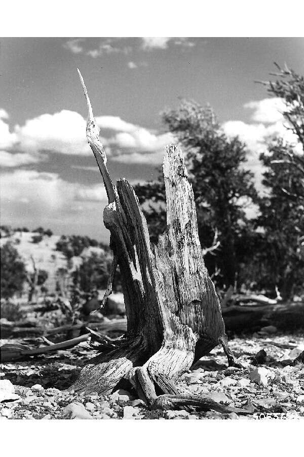 Image of Colorado Bristlecone Pine