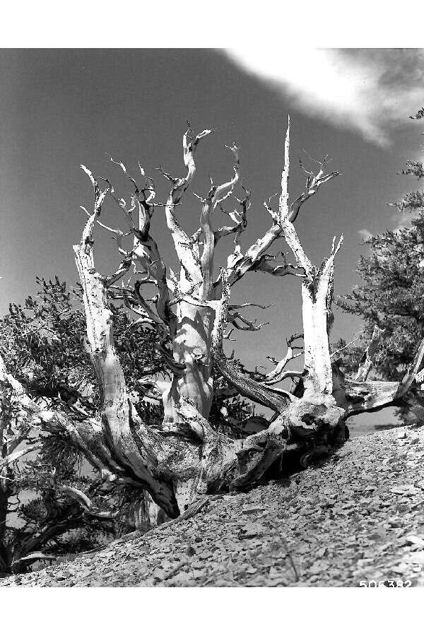 Image of Colorado Bristlecone Pine