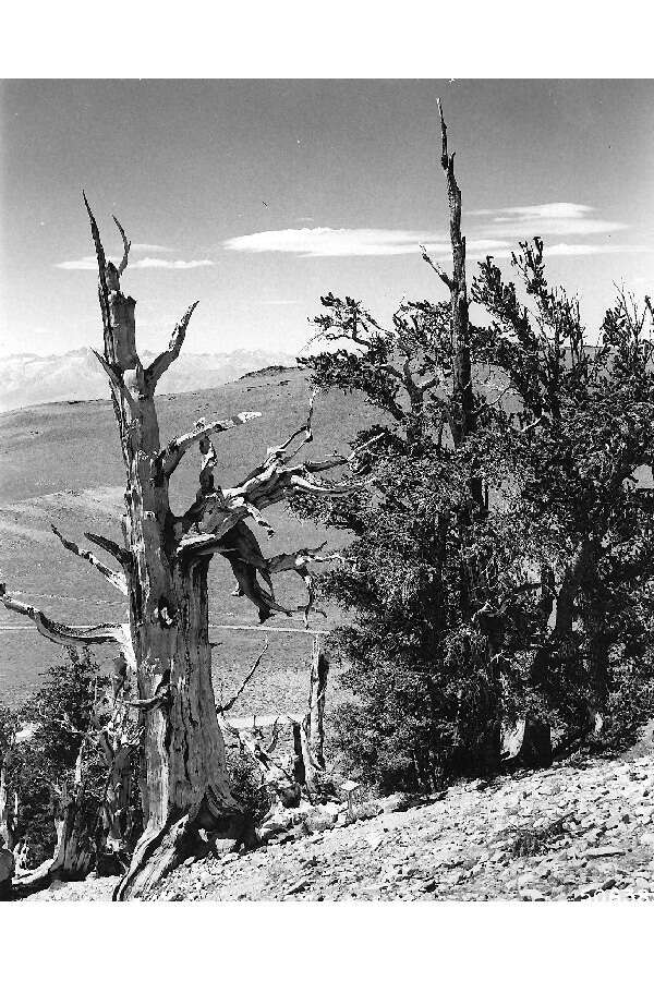 Image of Colorado Bristlecone Pine