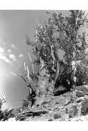 Image of Colorado Bristlecone Pine