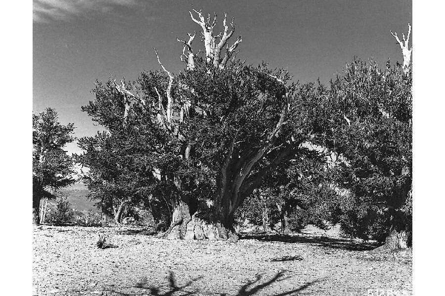 Image of Colorado Bristlecone Pine