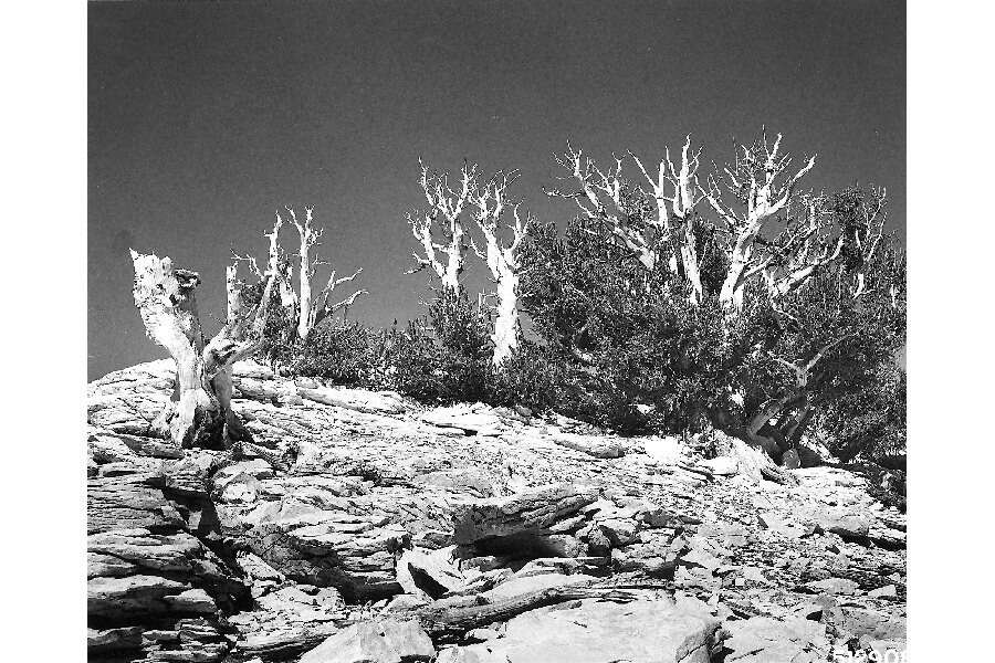 Image of Colorado Bristlecone Pine