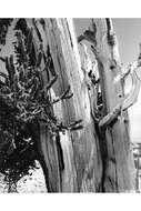 Image of Colorado Bristlecone Pine
