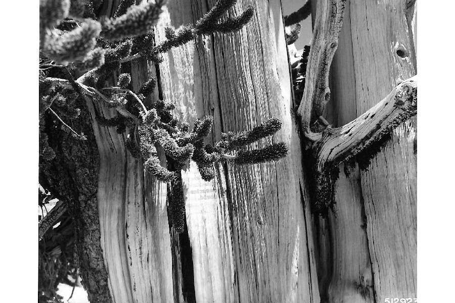 Image of Colorado Bristlecone Pine