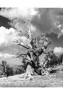 Image of Colorado Bristlecone Pine