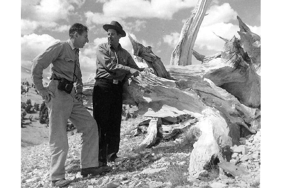 Image of Colorado Bristlecone Pine