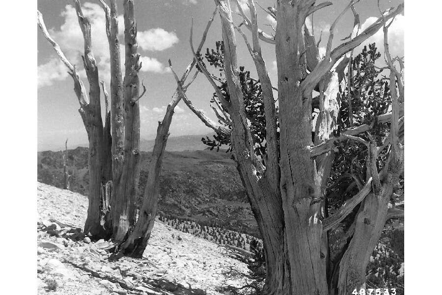 Image of Colorado Bristlecone Pine