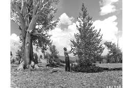 Image of Colorado Bristlecone Pine