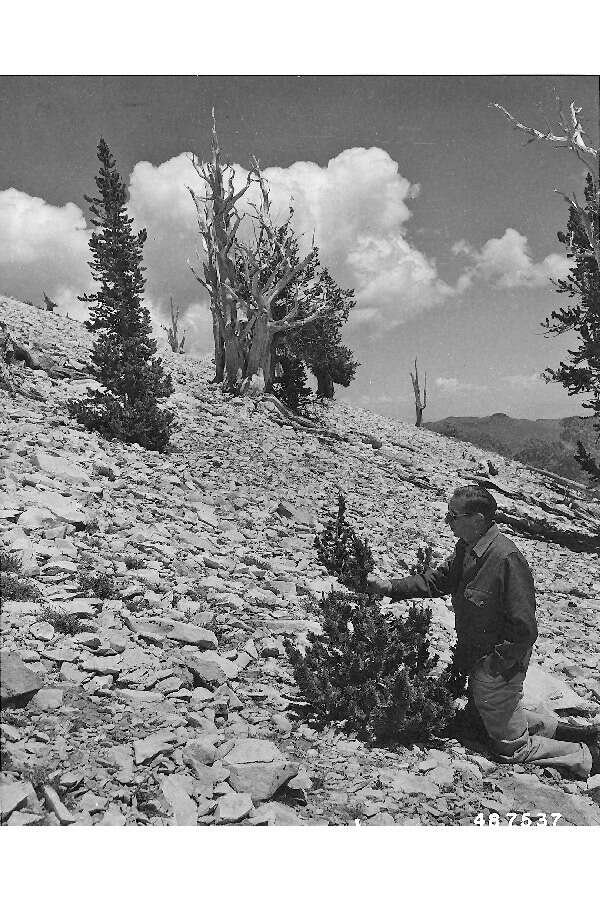 Image of Colorado Bristlecone Pine