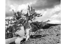 Image of Colorado Bristlecone Pine