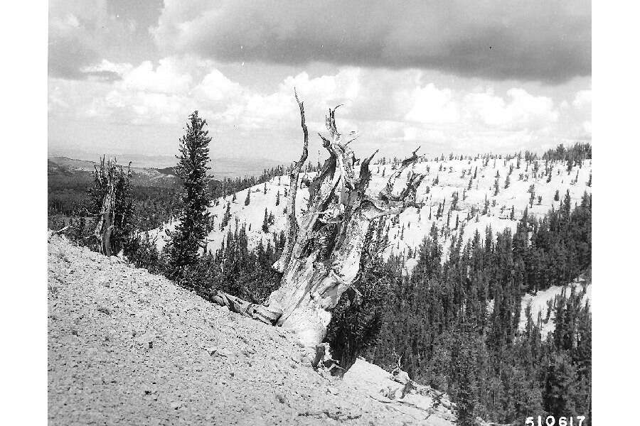 Image of Colorado Bristlecone Pine