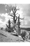 Image of Colorado Bristlecone Pine