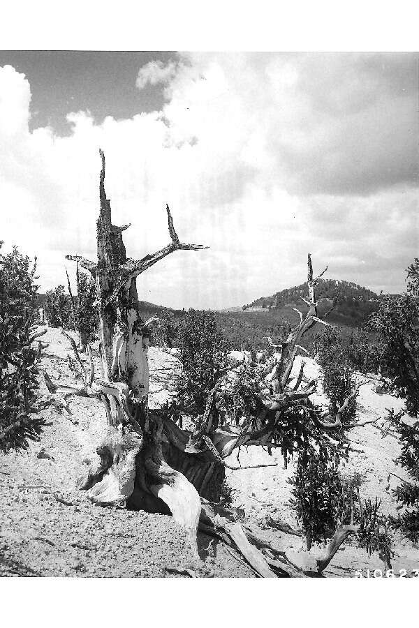 Image of Colorado Bristlecone Pine