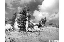 Image of Colorado Bristlecone Pine