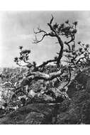 Image of Colorado Bristlecone Pine