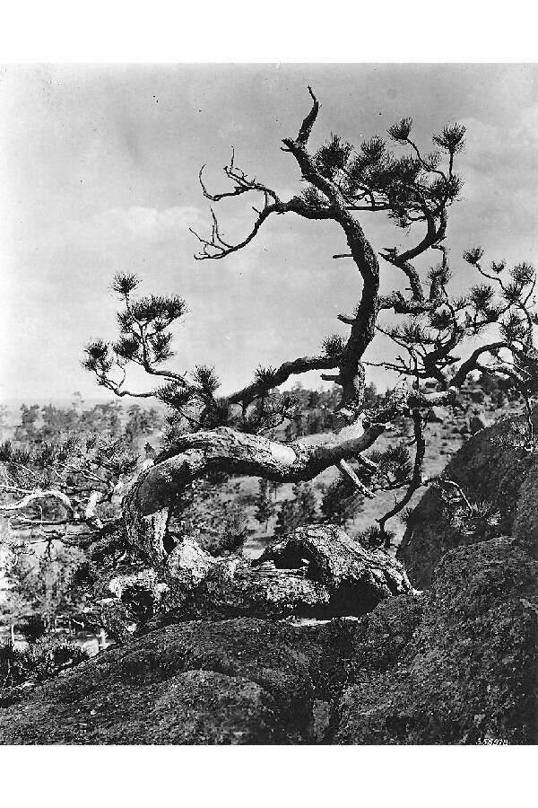 Image of Colorado Bristlecone Pine