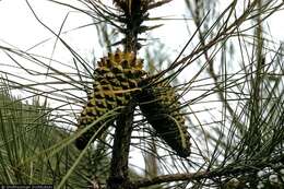 Image of knobcone pine