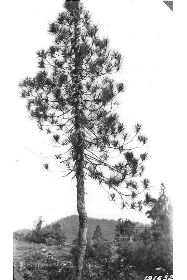 Image of knobcone pine