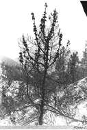 Image of knobcone pine