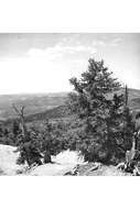 Image of foxtail pine