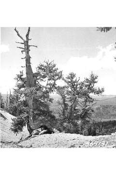 Image of foxtail pine