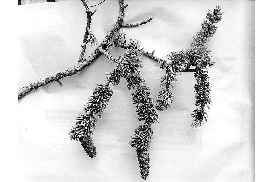 Image of foxtail pine